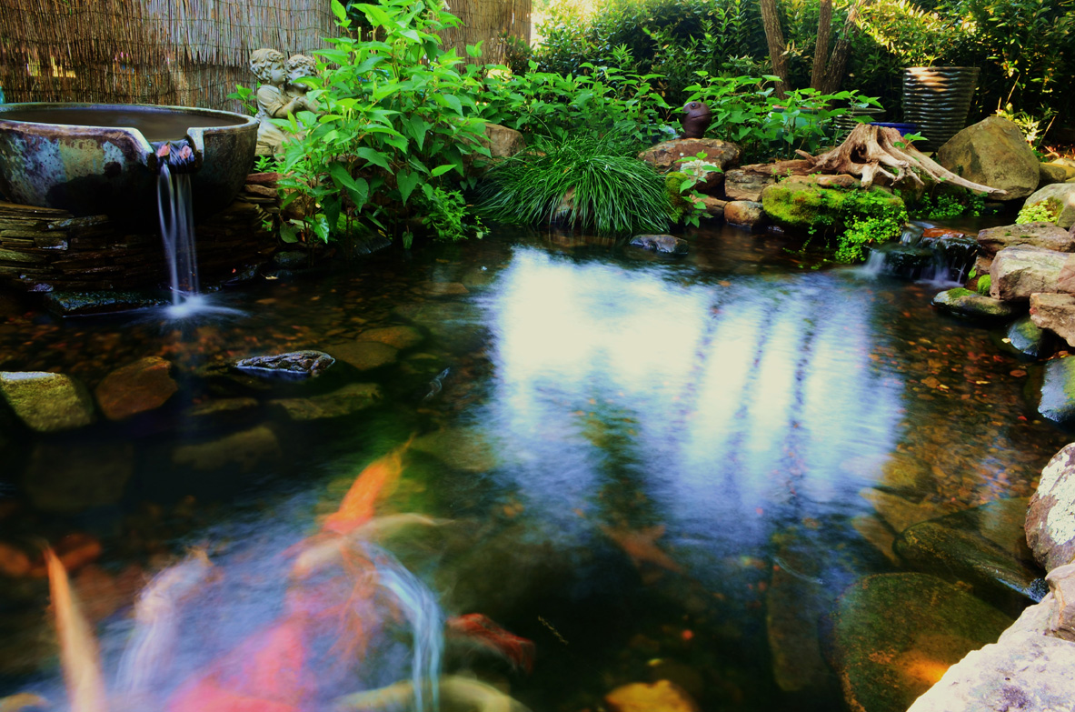 Water Gardens | Koi Ponds – Carter's Nursery, Pond and Patio, Inc.
